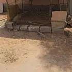 شبك طيور