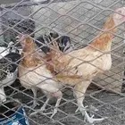 دجاج بلدي. العمر. 6 شهور. السعر 180 جمله. العدد 9 دجاجات