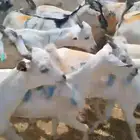 تيوس صومالية وسط جملة