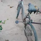 سيكل فراشه