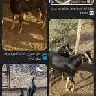 تركيب الألوان في الماعز الحلقه(1)