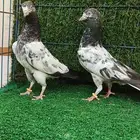 حمام باكستاني طبات