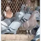 حمام زاجل سباق