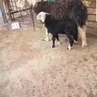 شاه رغوث