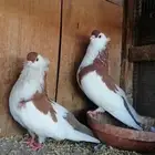 للبيع جوز عبسي بالغاري