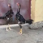 دجاج شامو ياباني