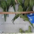 ببغاء دره هندية للبيع
