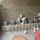 دجاج بلدي و فيومي و حمام فرنسي