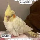 كروان مفقود في حي الضاحية اللي يلقاه يتواصل معي