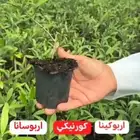 شتلات زيتون مكثف كورنيكي -اربوكينا -اربوسانا