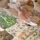 حمام ي كريمي ازواج