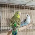 بادجي للبيع او البدل