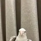 كروان متكلم اليف هدد