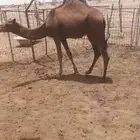 قعود ساحلي حمر فل شحم ولحم تبارك الله