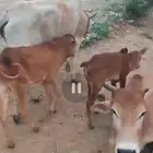 بقر للبيع الموقع العيدابي