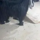 فحل عارضي رباع صنف نادر خصمم