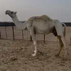عشاير مبيوعه عيالها ضرايب وضح للبيع