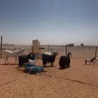 معزاء عددها 7 الفحل مهب في البيعه