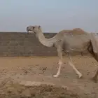 عشراء ضروبه مبيوع ولدها
