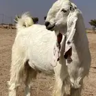 فحل هولندي مشروك