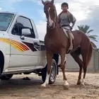 حصان