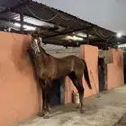 حصان إنجليزي سرعه