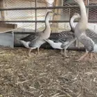 للبيع وز عراقي اصلي كوبرا الذكر العمر سنتين الناثي 10 شهور