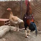 للبيع دجاج باكستاني ميوالي . اول البدل ب دجاج عربي بلدي