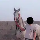 خيل