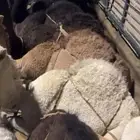 قعدان فل الفل بلدي