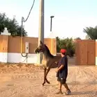 مهرة مكس جمال