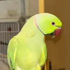 ببغاء دره