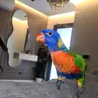 فندقه طيور