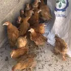 صيصان دجاج براهما بوف
