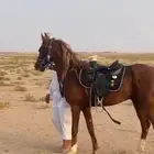 حصان عربي العمر سبع سنوات الطول 151. البيع بدون السرج