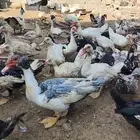 بط بياض ومنتج