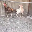 دجاج براهما و باكستاني