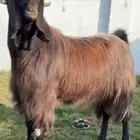 فحل قبرصي خصم وفخم وضخم هامة وقامة