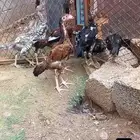 دجاج سندي