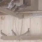 حمام ويمام بلدي للبيع