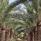 نخل نوايع للبيع خلاص