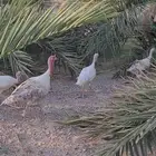 ديك وأربع دجاجات رومي