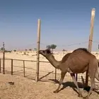 قعدان للبيع