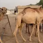 قعود قعدان صومالية البيع تفريد وجملة