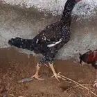 زجاج باكستاني سندي بيور اللون واضح