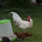 دجاج فونكس للبيع
