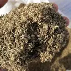 بذور رودس وطني