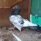 حمام باكستاني