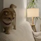 قطة انثى سكوتيش بريتيش جولد ابسولو فصيلة نادرة