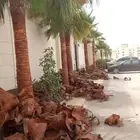 نخيل واشنطن ونخل عربي